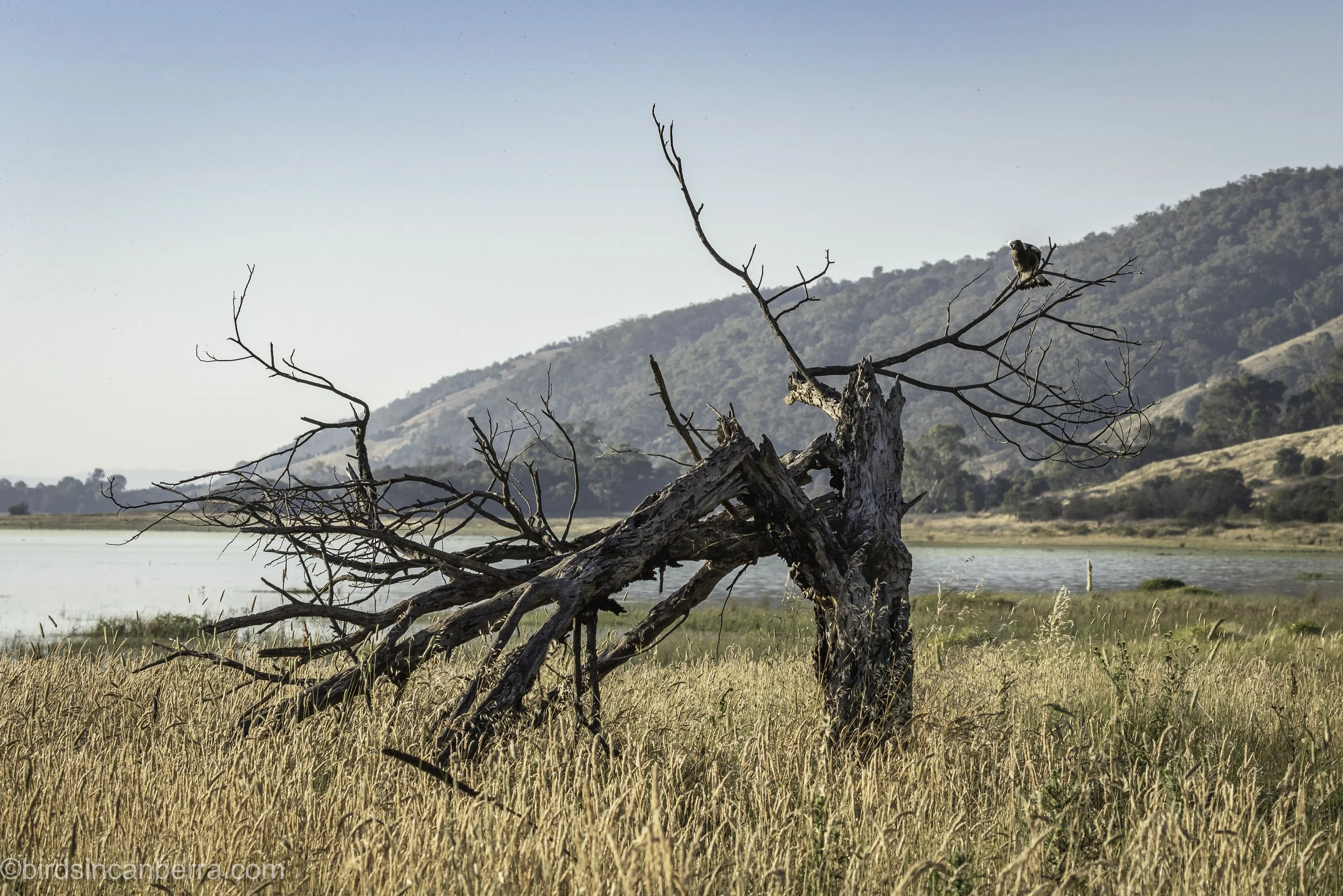 Lake has water again, bringing some beautiful wildlife Lake