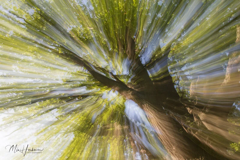 Mia Honkanen photography / Nature photographer / inspiration