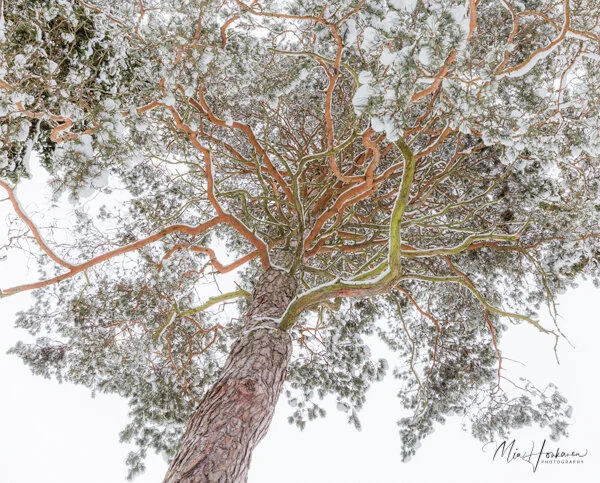 Mia Honkanen photography / Nature photographer / trees