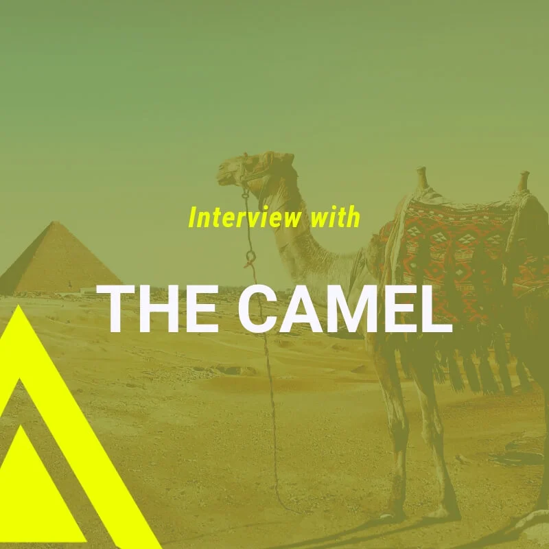 Interview with a Camel