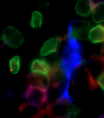 CLPs and IL7 Cells.jpg