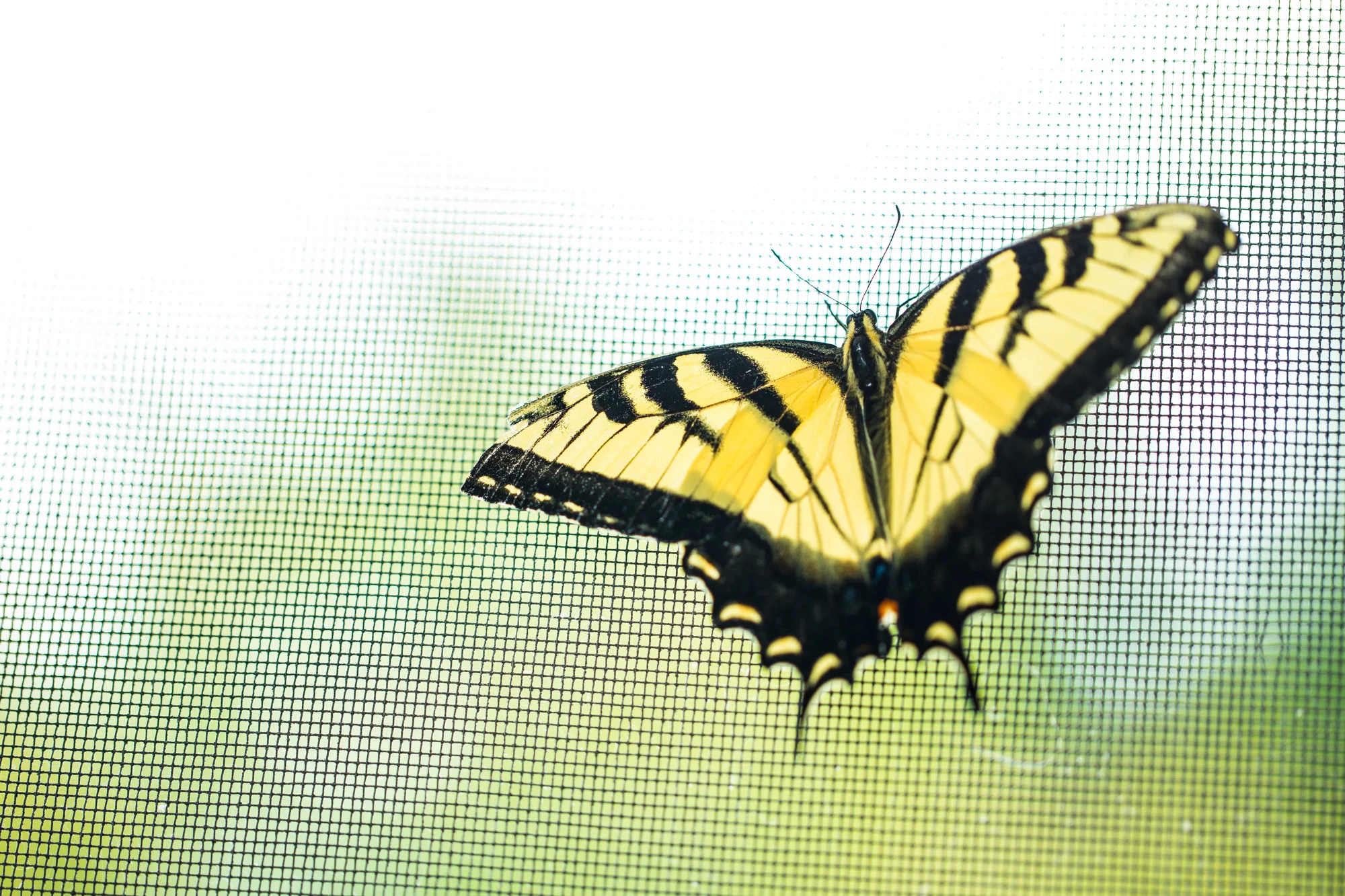 SWALLOWTAIL BUTTERFLY