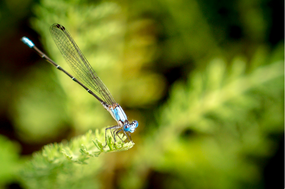 DRAGONFLY