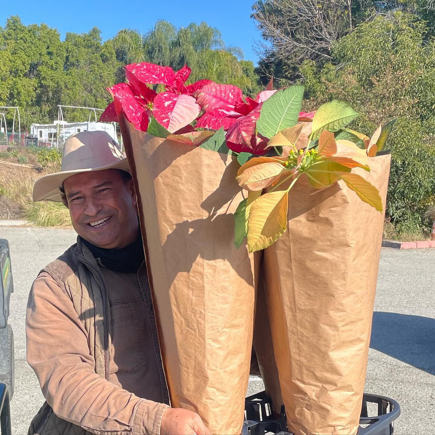 Tis the season! Mt. SAC alum and 30-year horticulture employee Jesus Ramirez is showing off the beautiful poinsettias grown right on campus. Swipe to see the flowers up close!