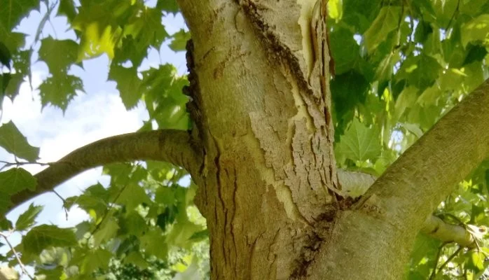 tree.jpg