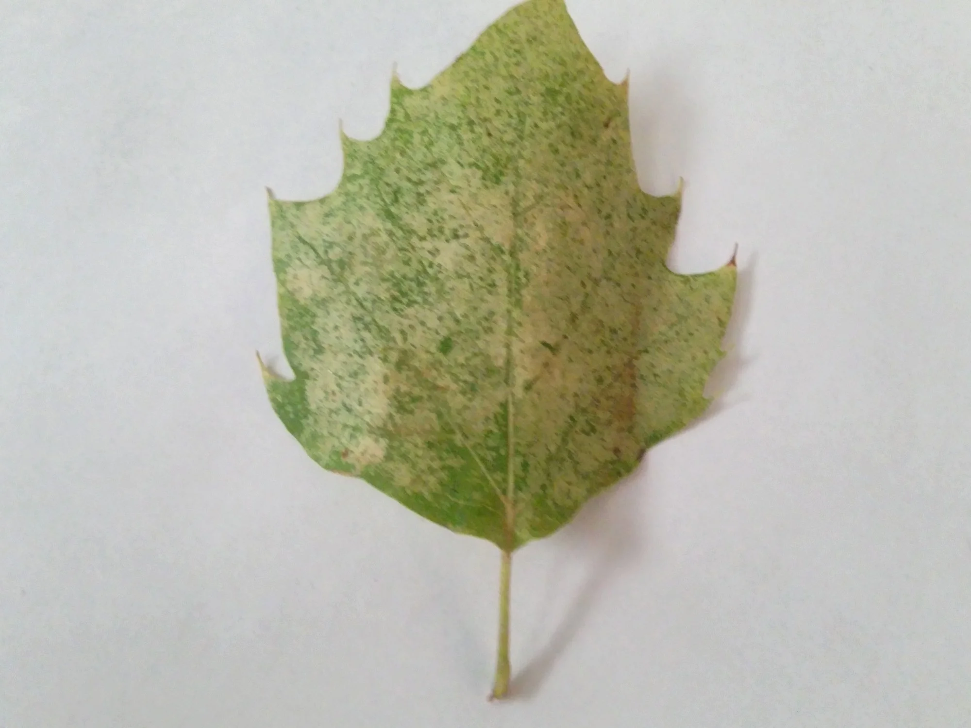 infected+leaf.jpg