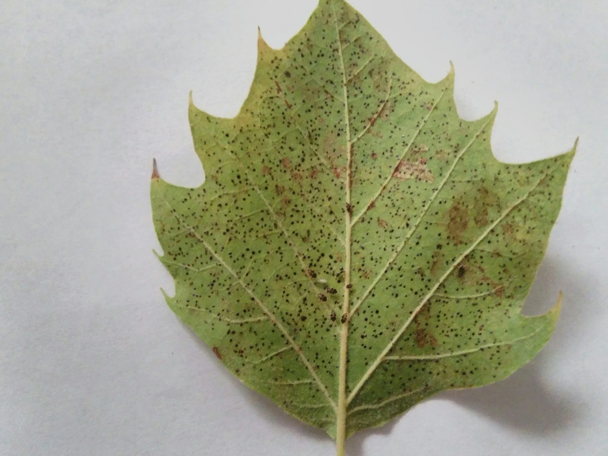 leaf with bugs.jpg