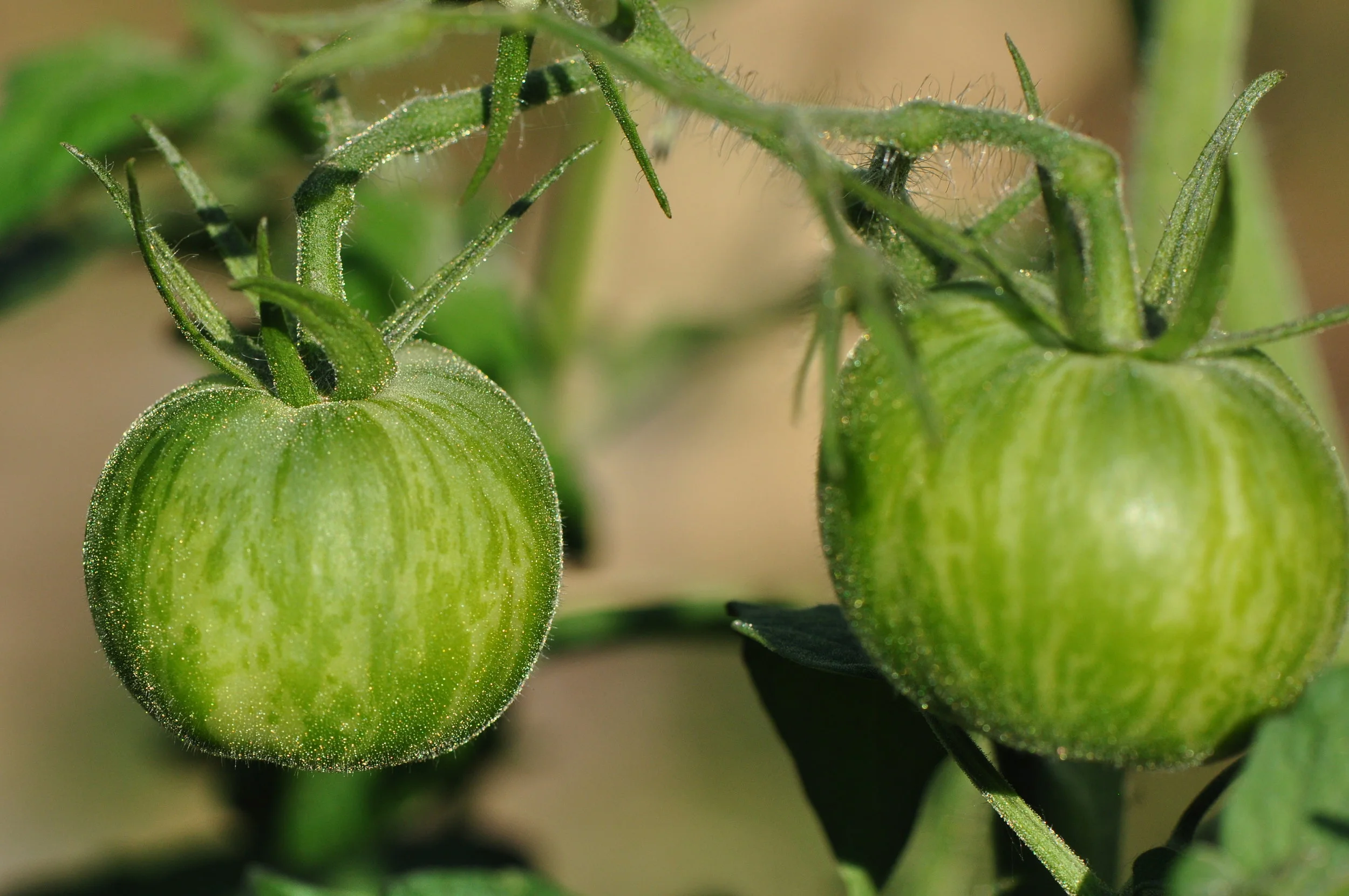  Our Green Zebra tomatoes. Photo © Johanna Gibbons FLI 