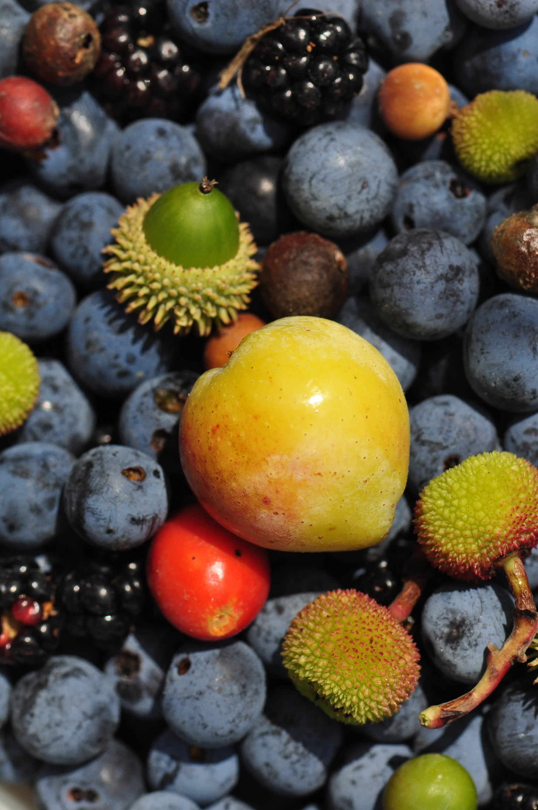  Autumn foraging - sloes,blackberries,crab apples,hips. Photo ©Johanna Gibbons FLI 