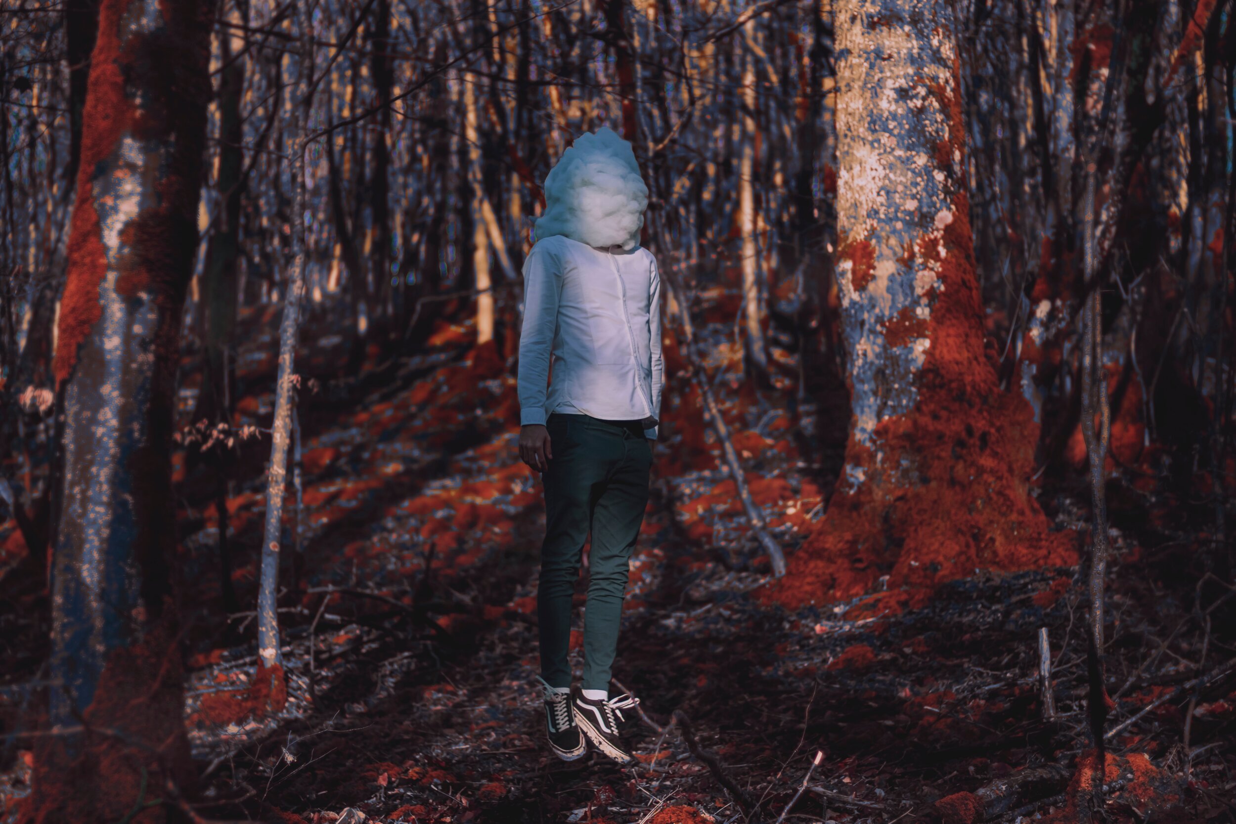 Free Write - Red Woods