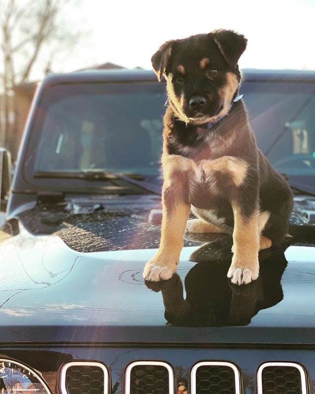 Thanks for letting me steal your new puppy for a pic big sis 🤗 @lailaverduyn
@jeepindogs
#jeep #jeeplife #jeepthing #jeepdog #jeepindogs #blueheeler #australianshepherd #shotoniphone