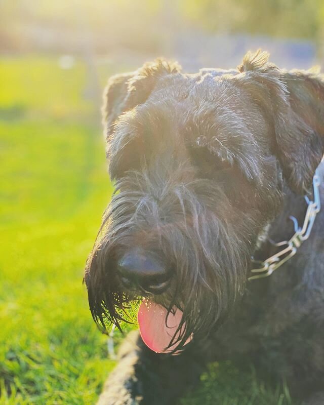 He’s a natural 😎
#stussy #schnauzer #giantschnauzer