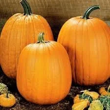 big pumpkin.jpg