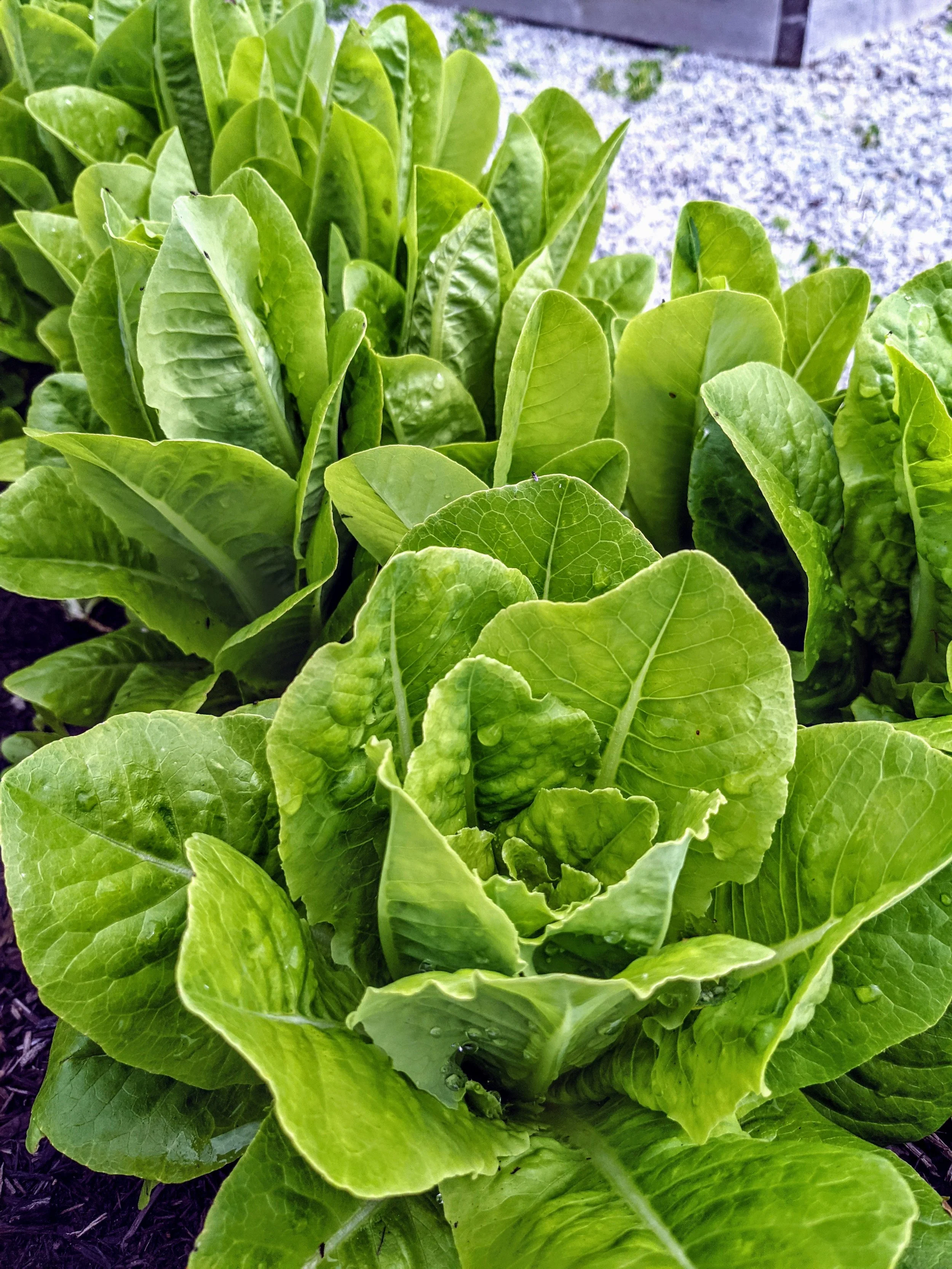 lettuce.jpg