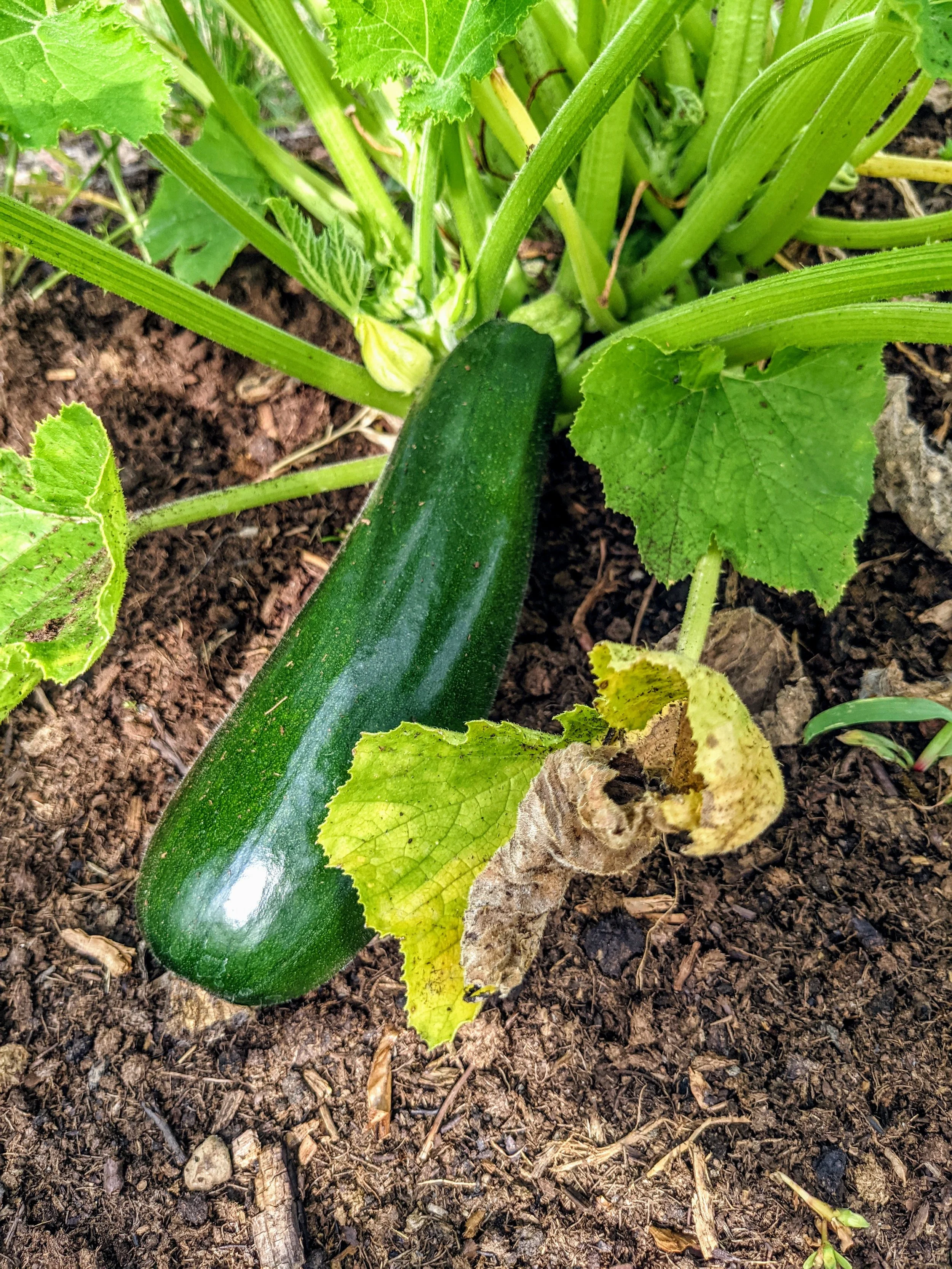 cucumber 2.jpg