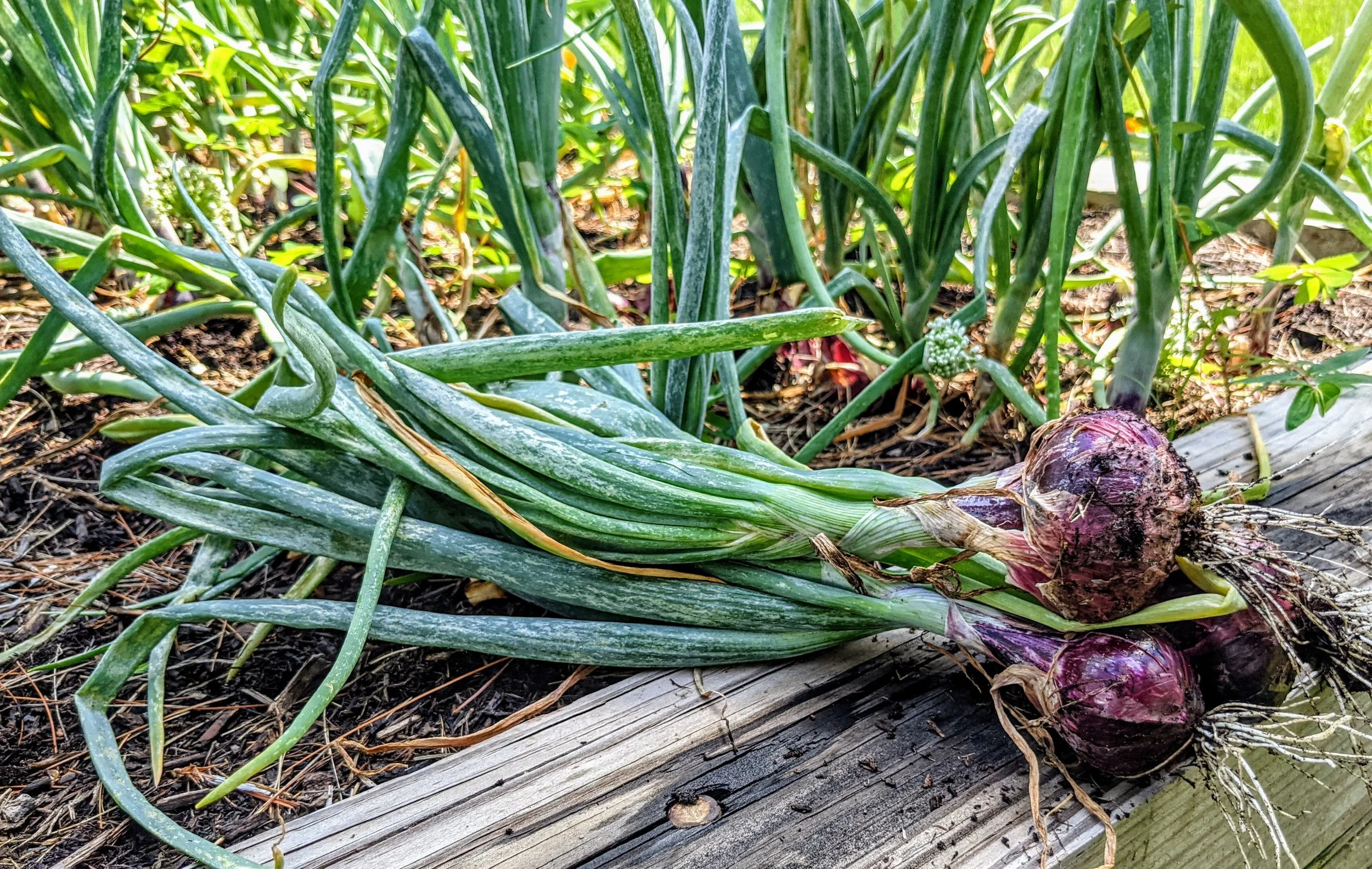 onions.jpg
