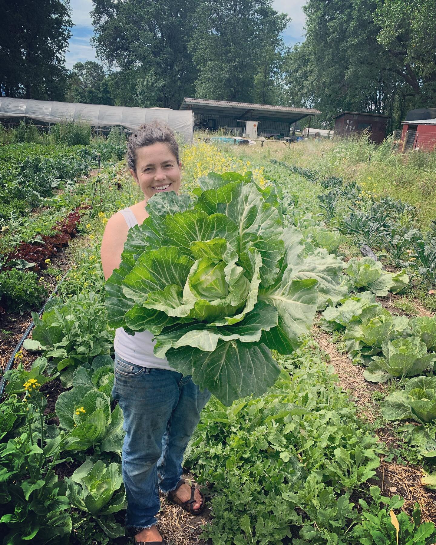 So much abundance in the garden right now 🙌🏽🙌🏽🙌🏽💚💚💚💚💚💚👩🏻&zwj;🌾 Happy veggies = Happy Farmer = Happy Customers 🌱🌱🌱 

#diversifiedfarm 
#biodynamic
#sunandearth
#weedlikechange 
#dragonflyearthmedicine