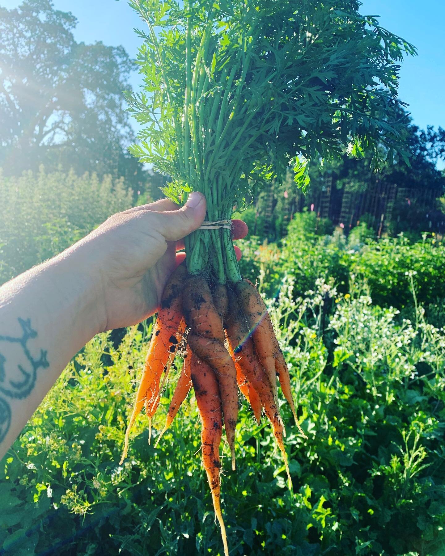 Carrots anyone? See you at the Round Valley Farmers Market! 🧡🥕🧡🥕🧡