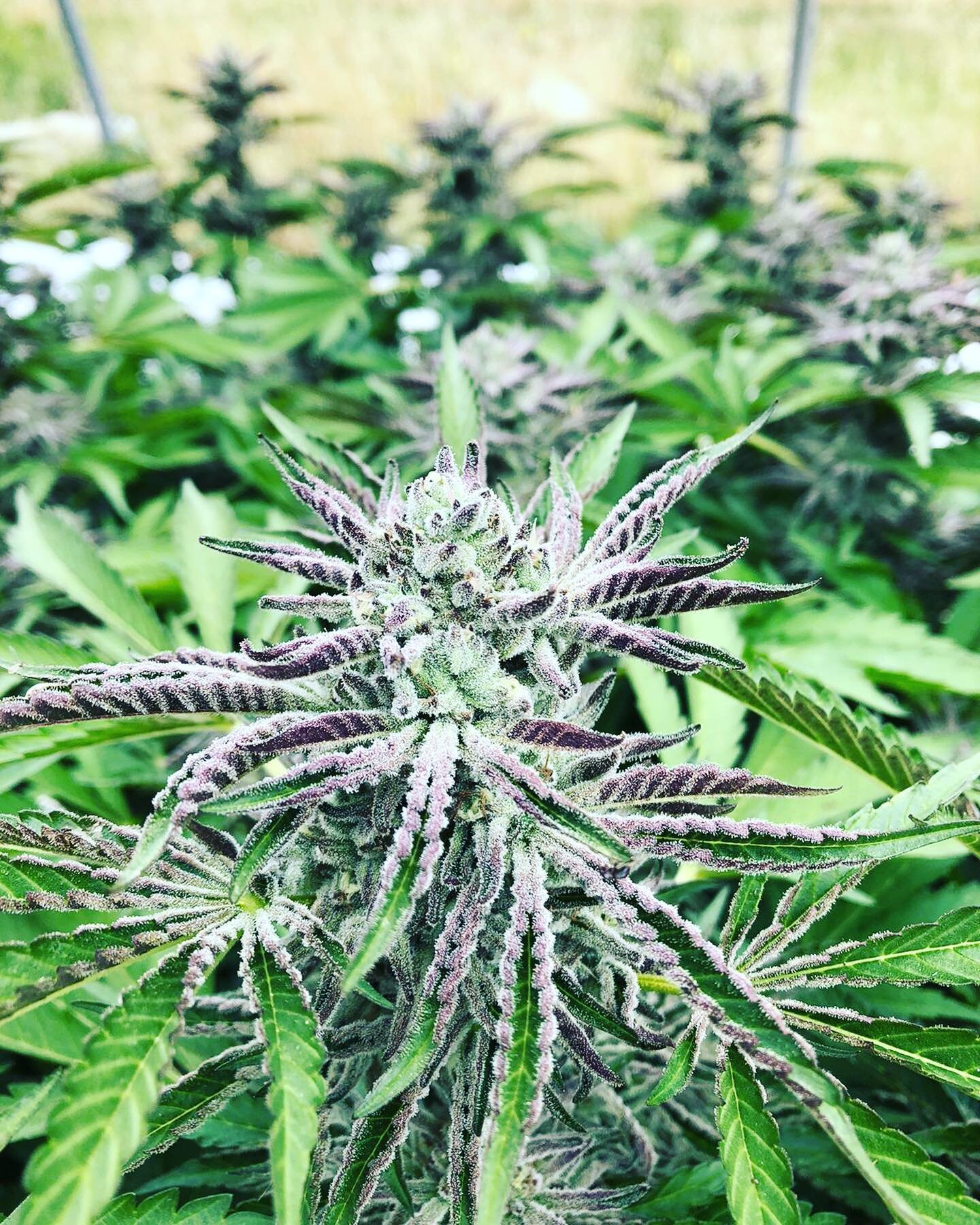 Super excited to have our light dep harvest and curing&hellip;about another month before we have some new strains of flower, rosin, hash, and prerolls available 🙌🏽 #sungrowndep #diversifiedfarm #weedlikechange