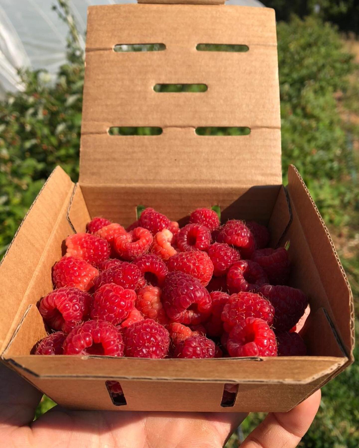 The summer crops are rolling in! Enjoying raspberries, peppers and eggplant to name a few 🥰😍