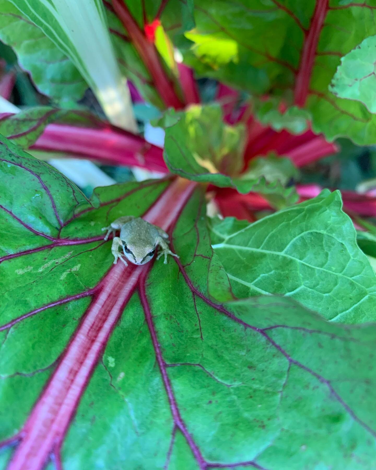 Always encouraging habitat for our froggy garden friends 💚