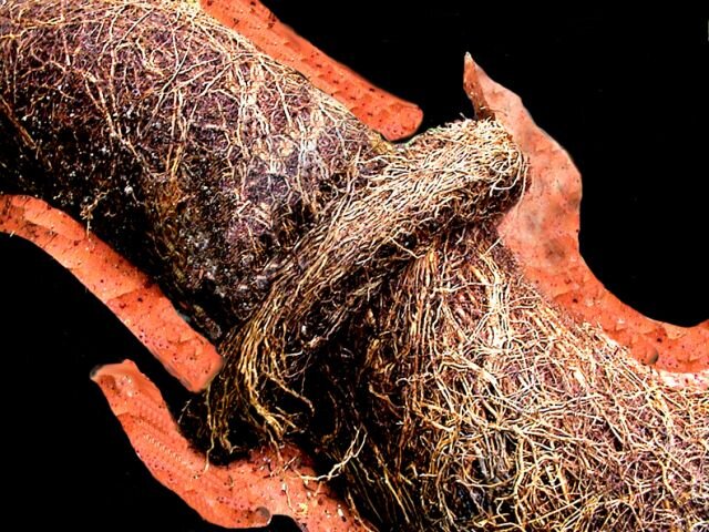 roots.jpg