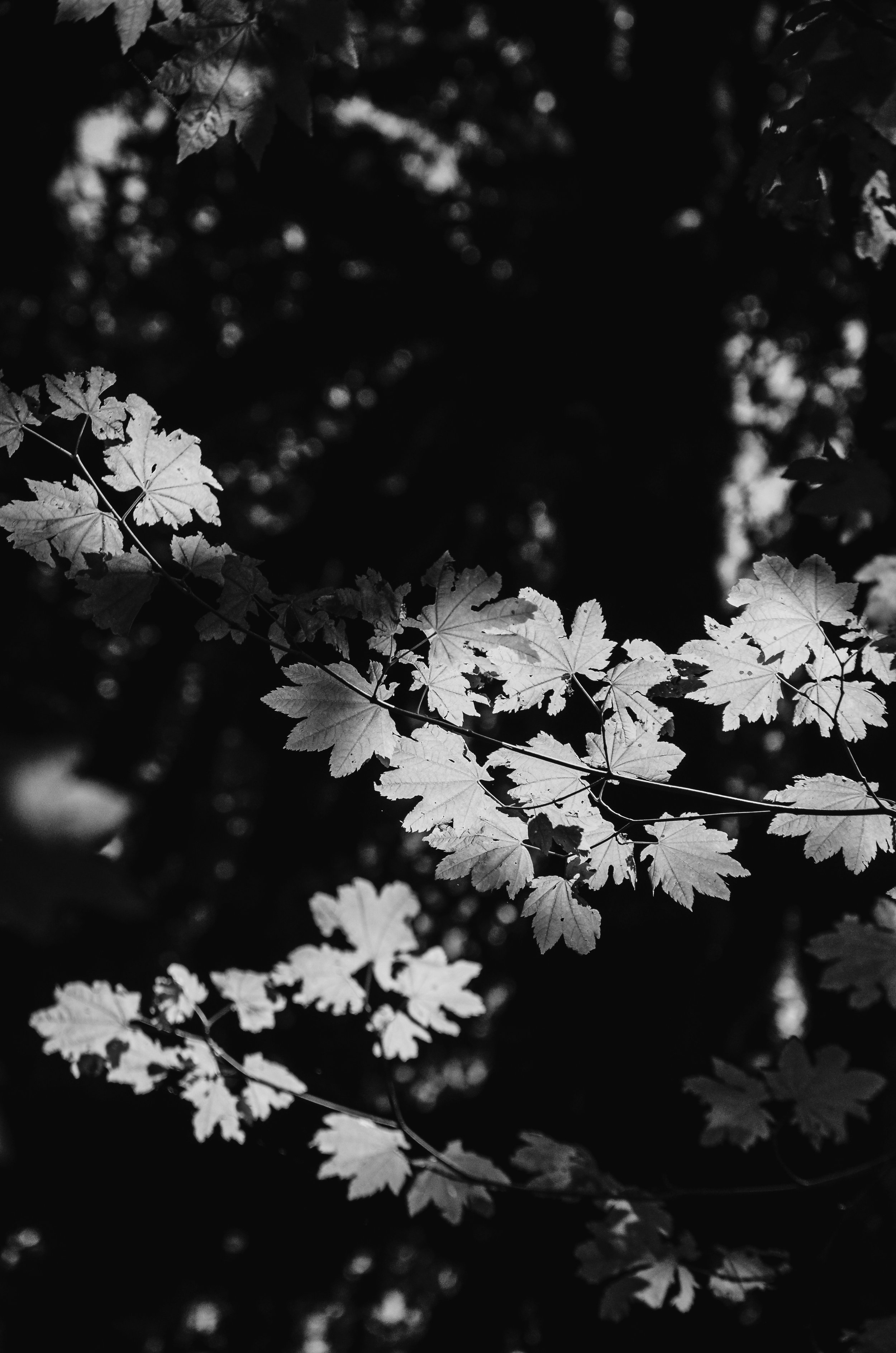 F7C4CCD4-6C2A-4E09-B4C6-45B7C8247EC8.jpg