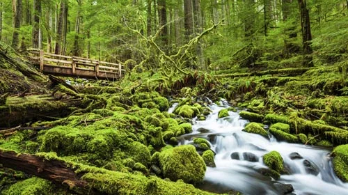 parks_Olympic-Peninsula.jpg