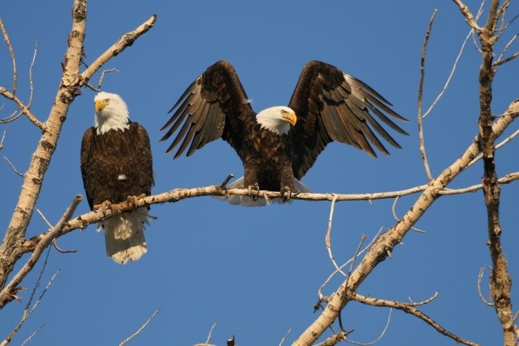 2 bald eagles.jpg