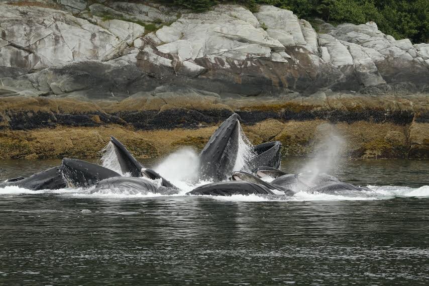 Whales feeding in Alaska-John Weeber.jpg