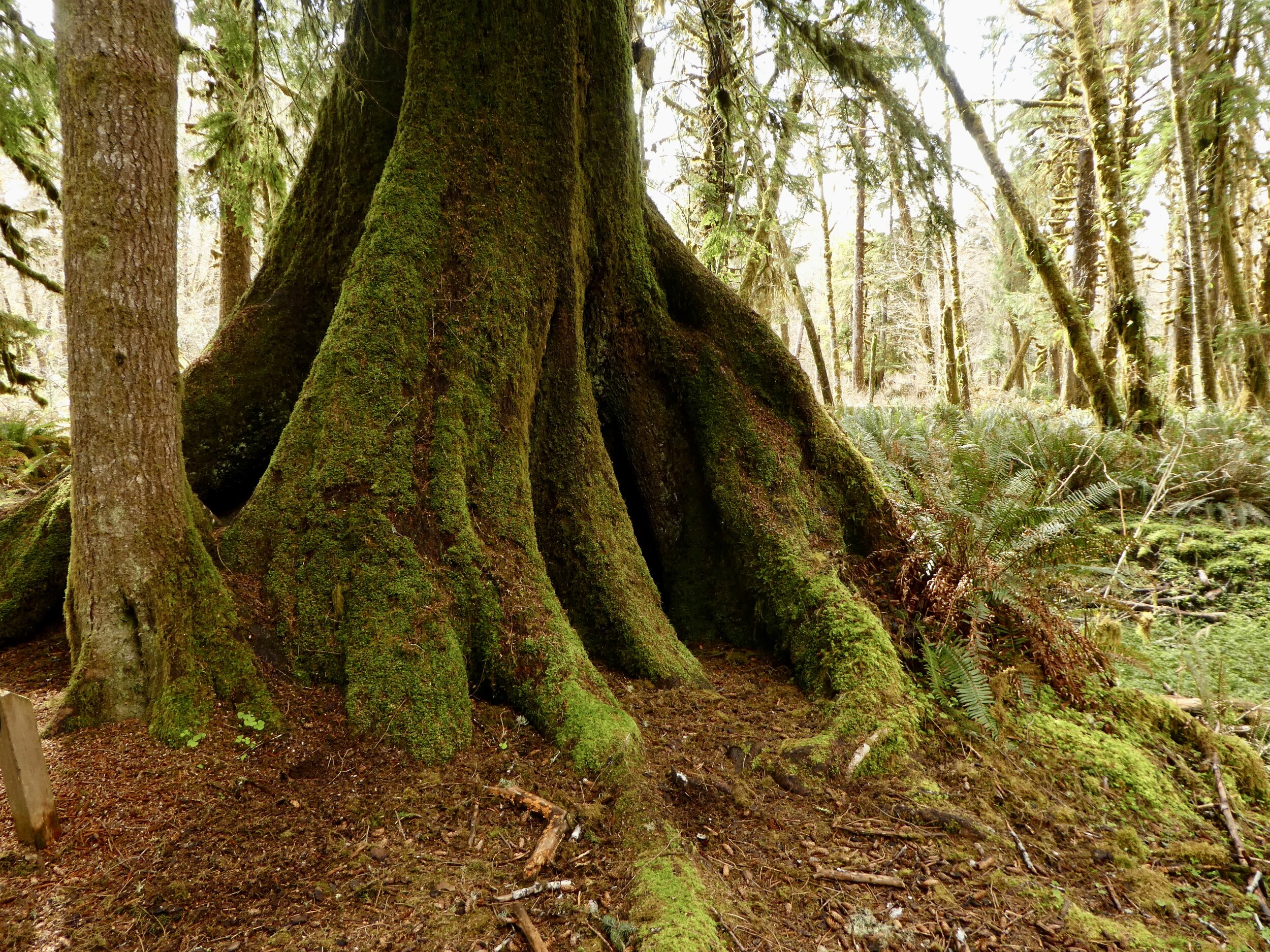 Cedar nurse log winner