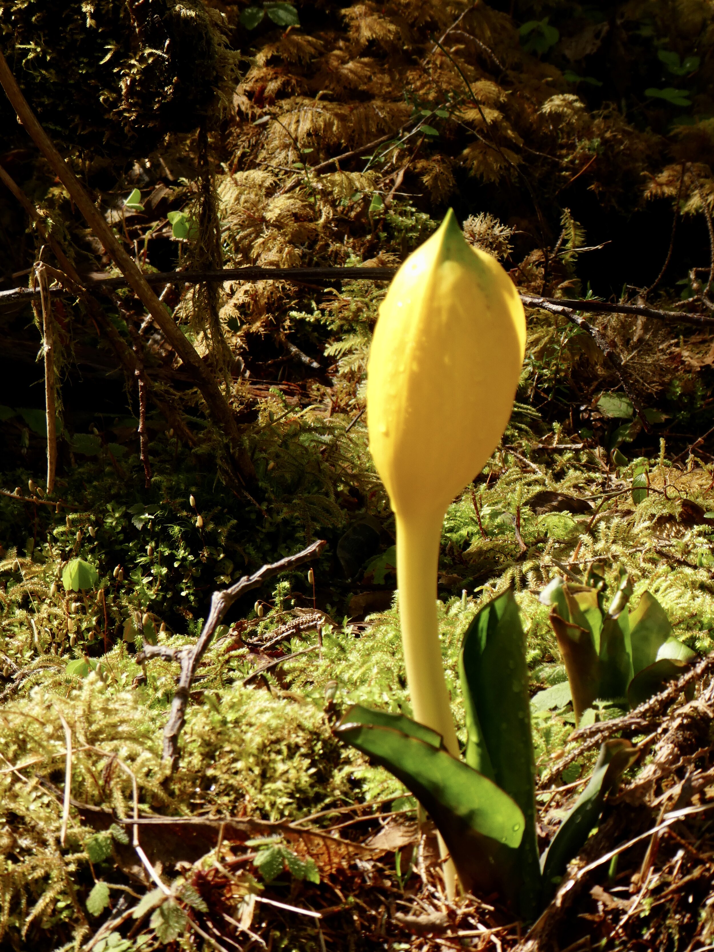 Skunk Cabbage