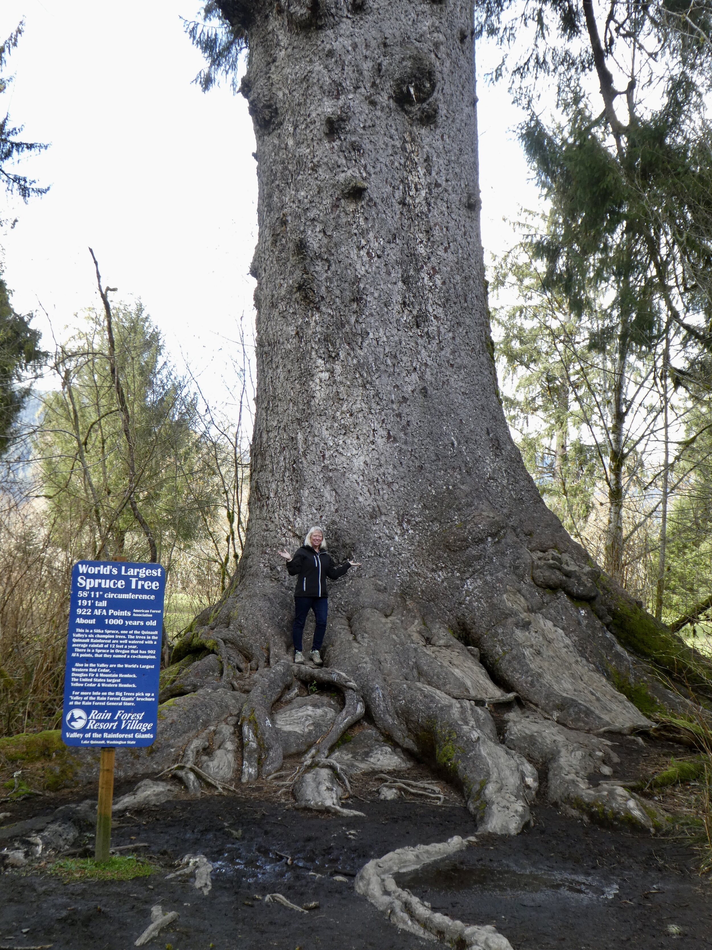 Largest Sitka Spruce