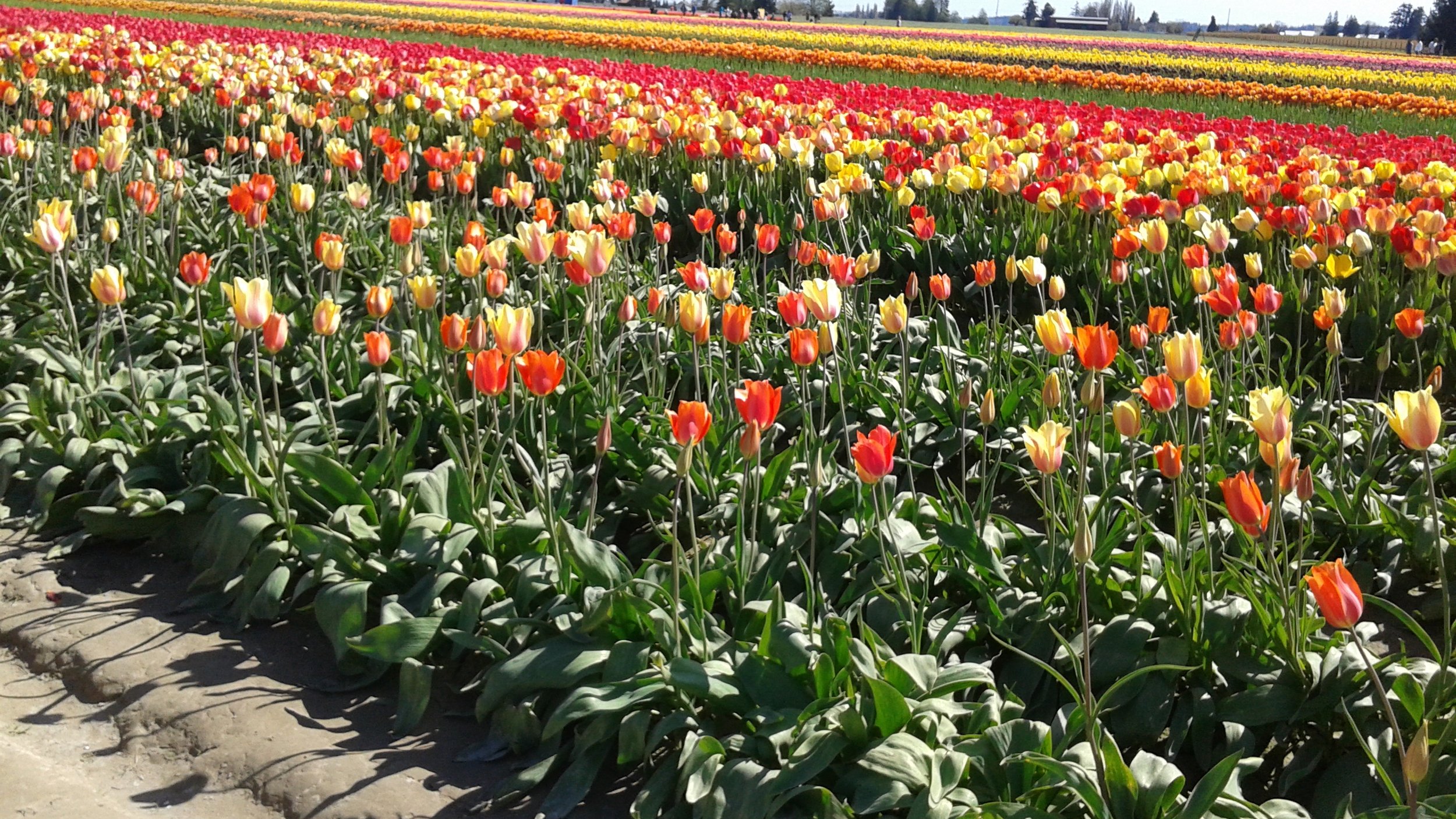 tulips pastels.jpg