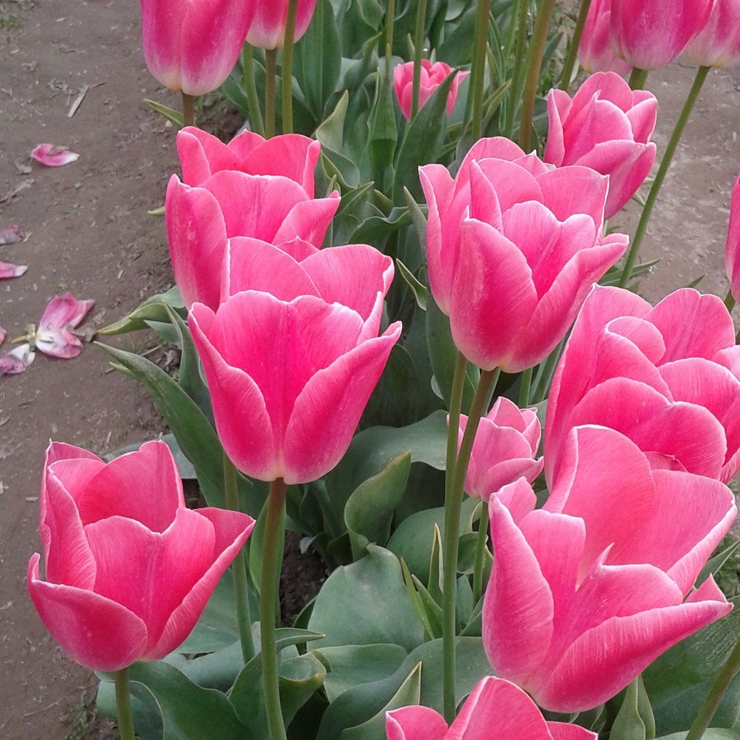 tulips pink.jpg