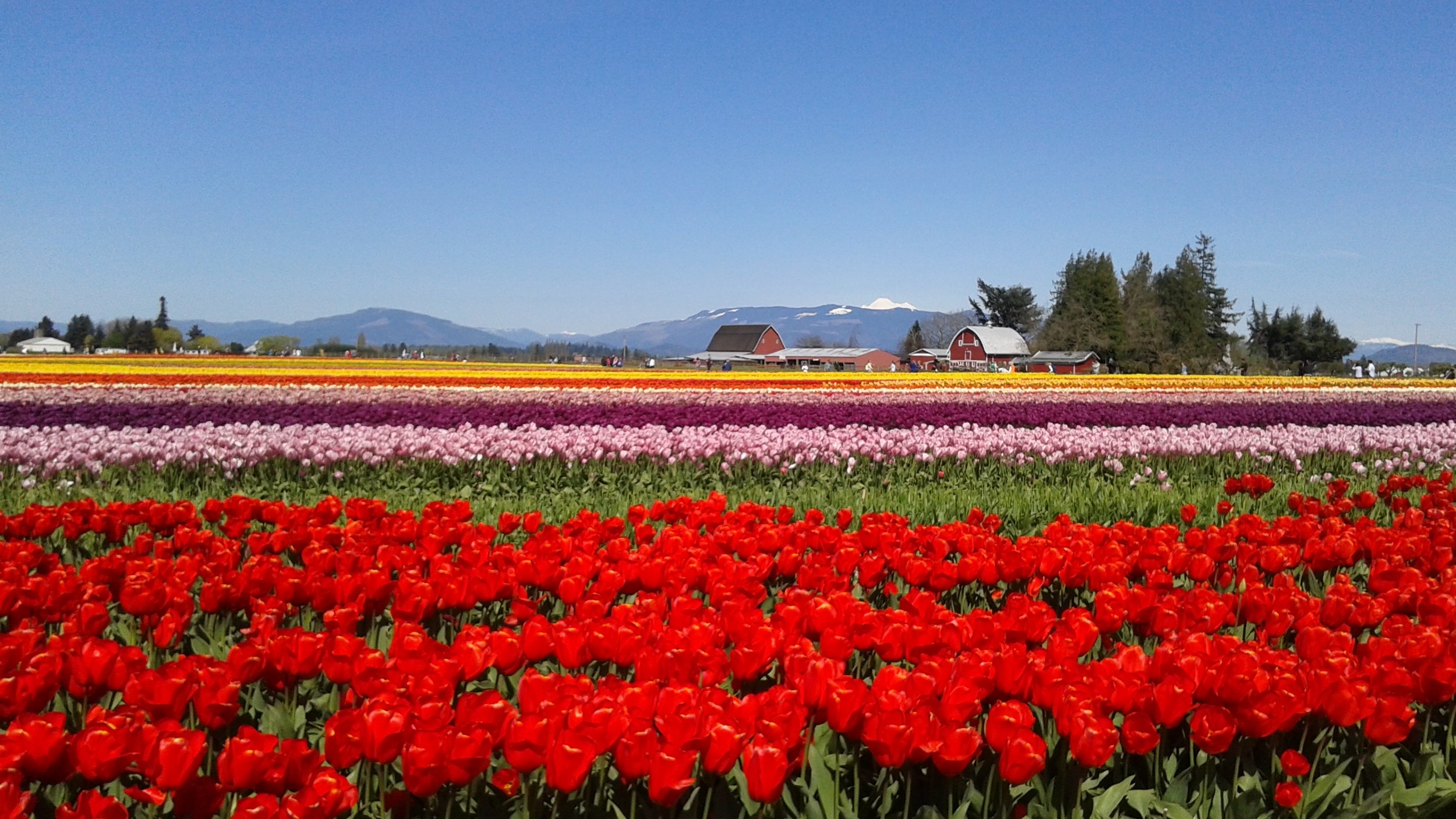 tulips wow.jpg