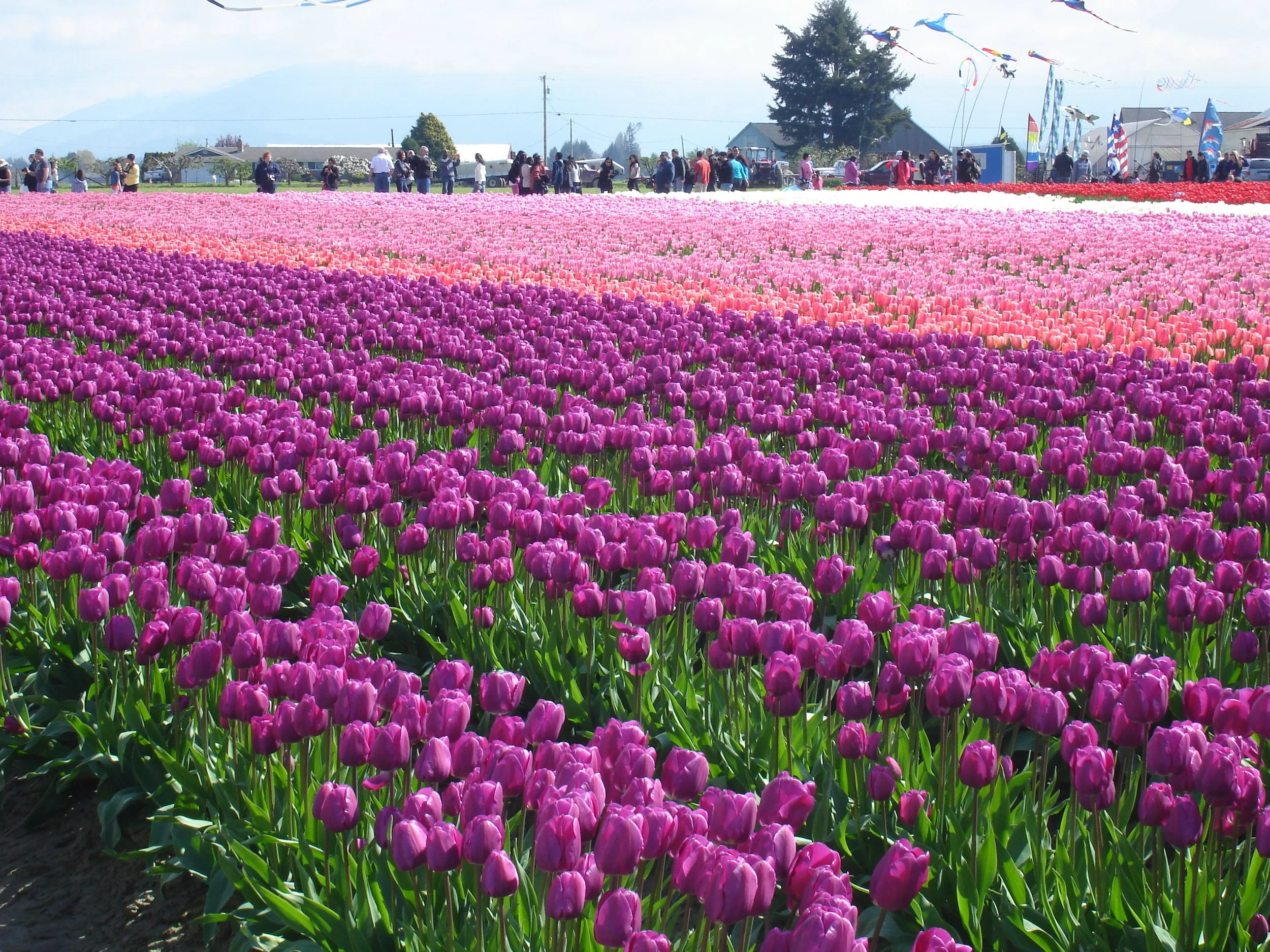 Tulip Festival - Private Tour from Seattle
