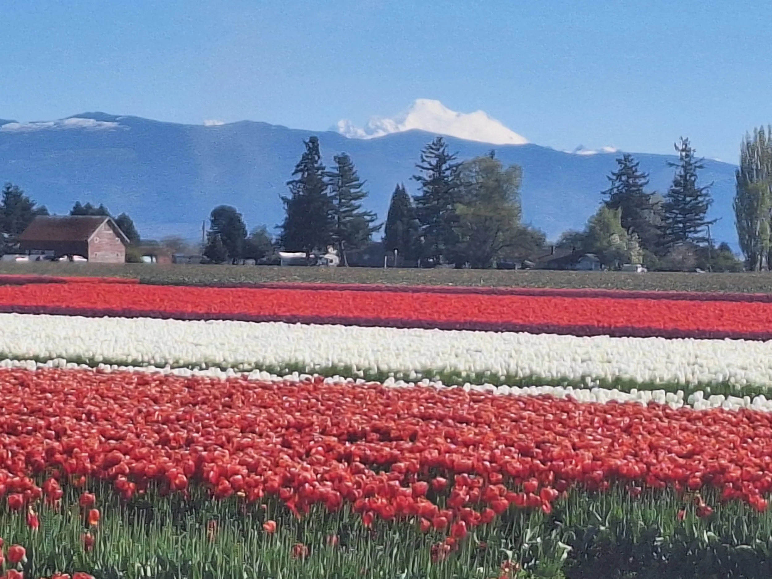 Tulip Month - April in Washington
