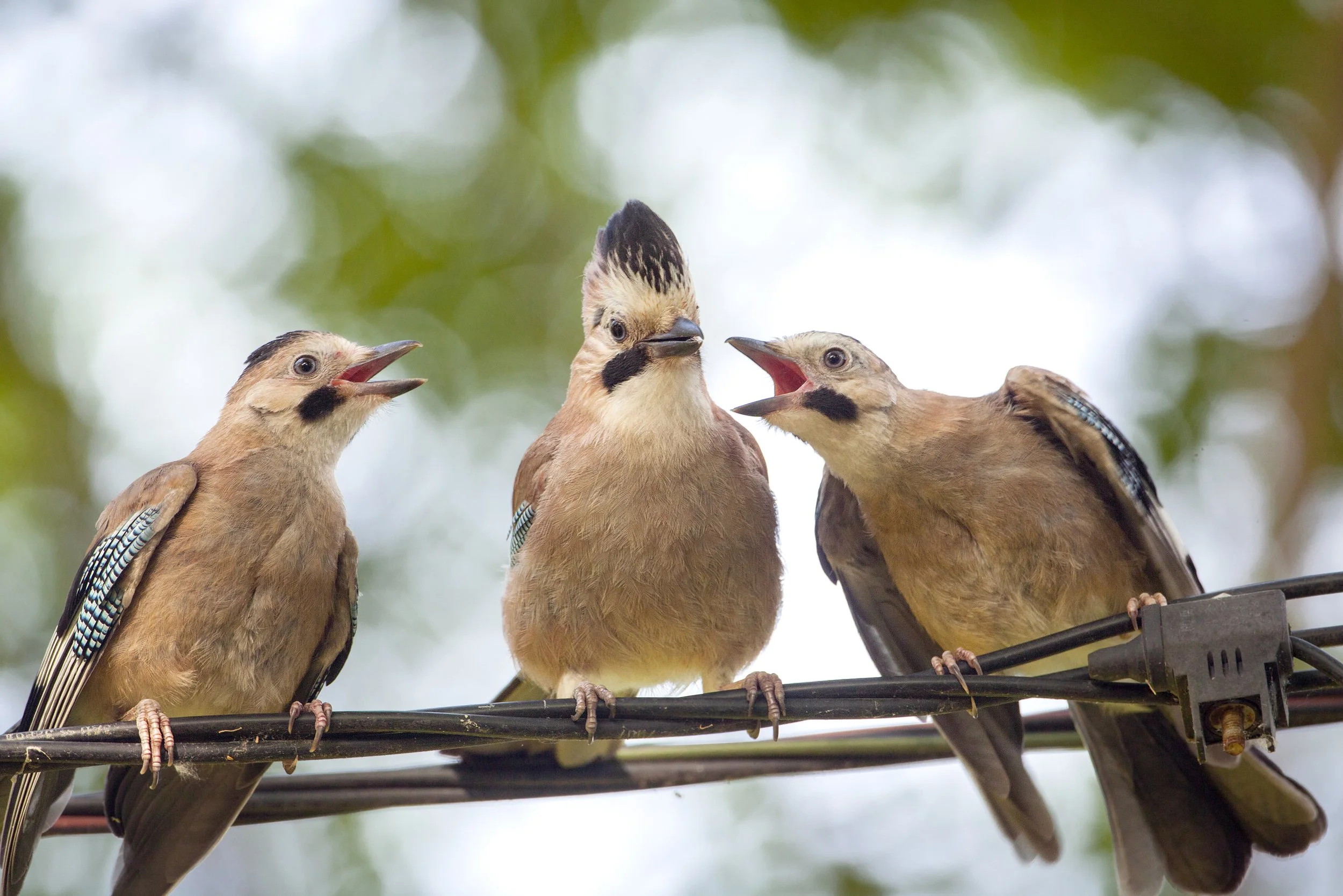 Subscribe to Family Systems Journal