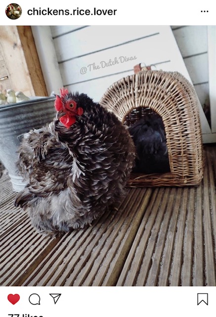 chicken.jpg