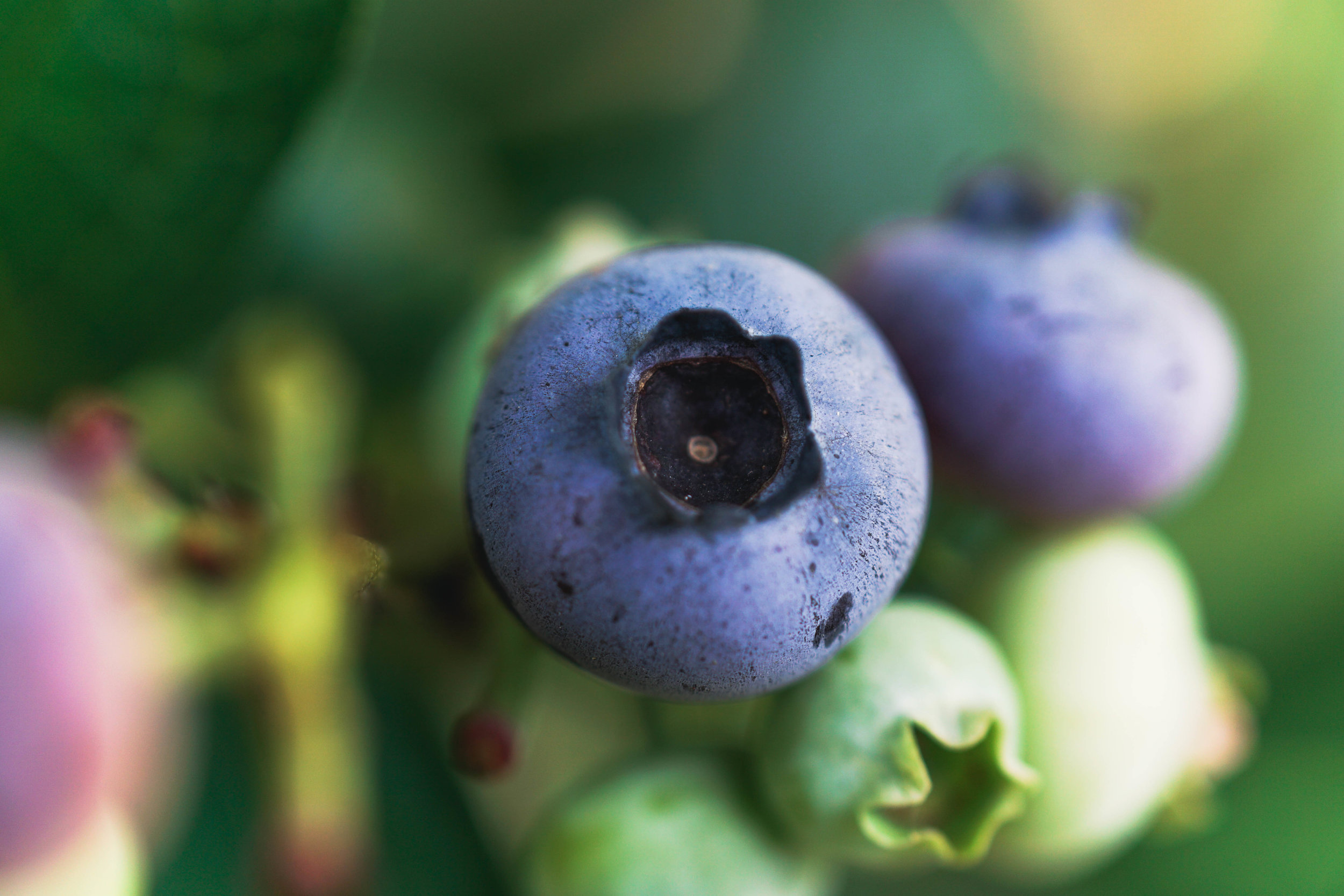 Blueberry Picking Adventure-22.jpg