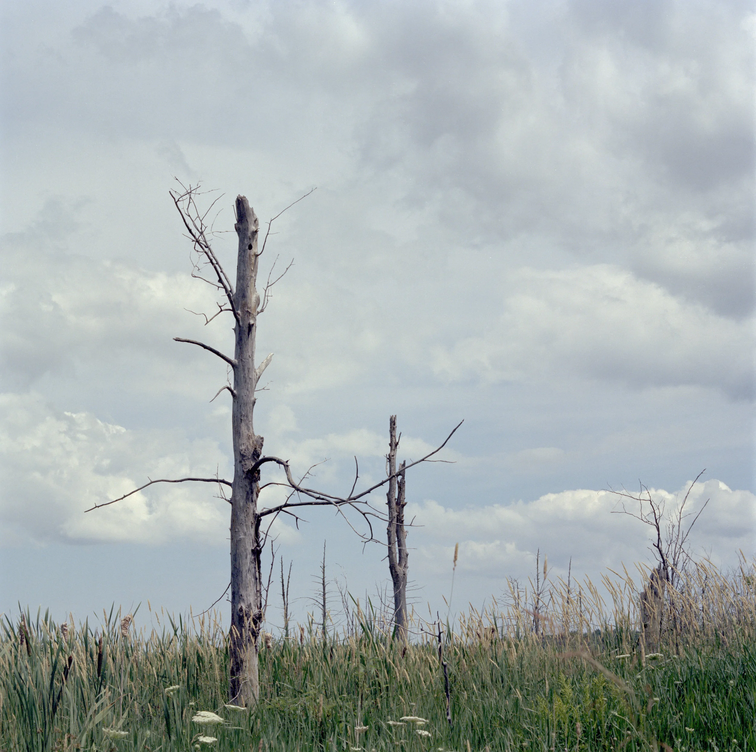 dry tree with cloud.jpg