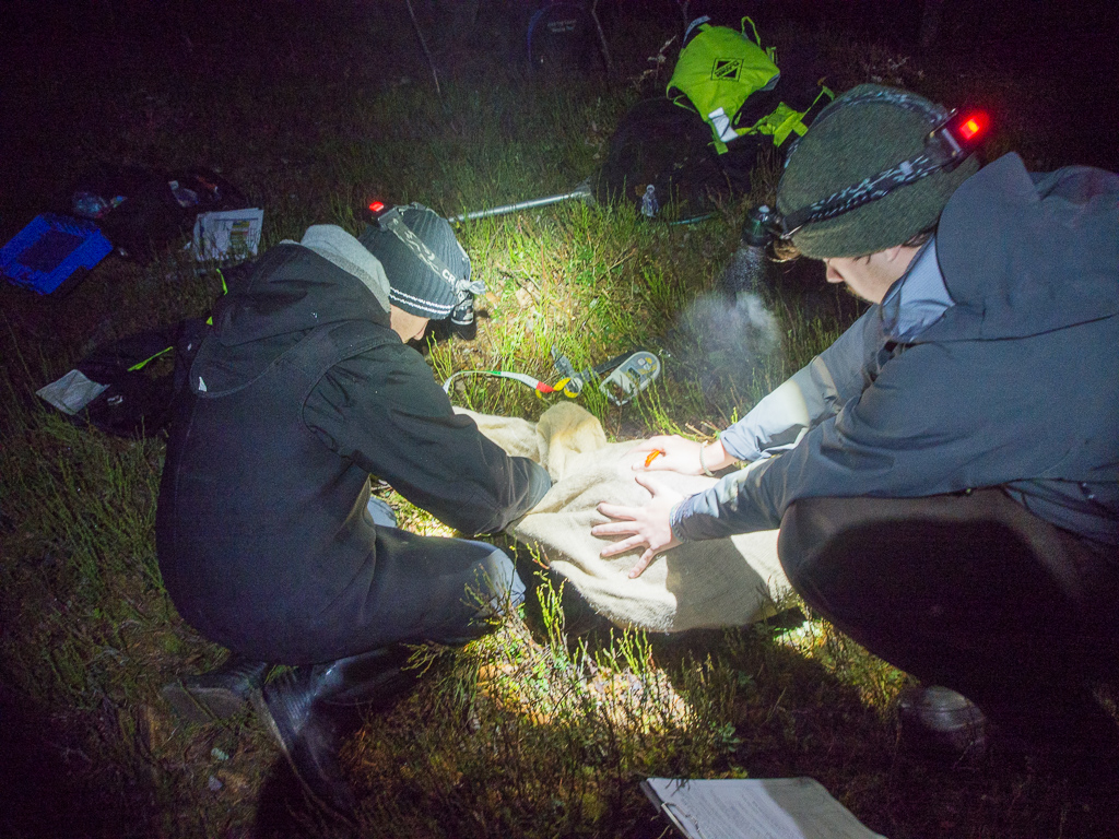 Beaver_trapping-14.jpg