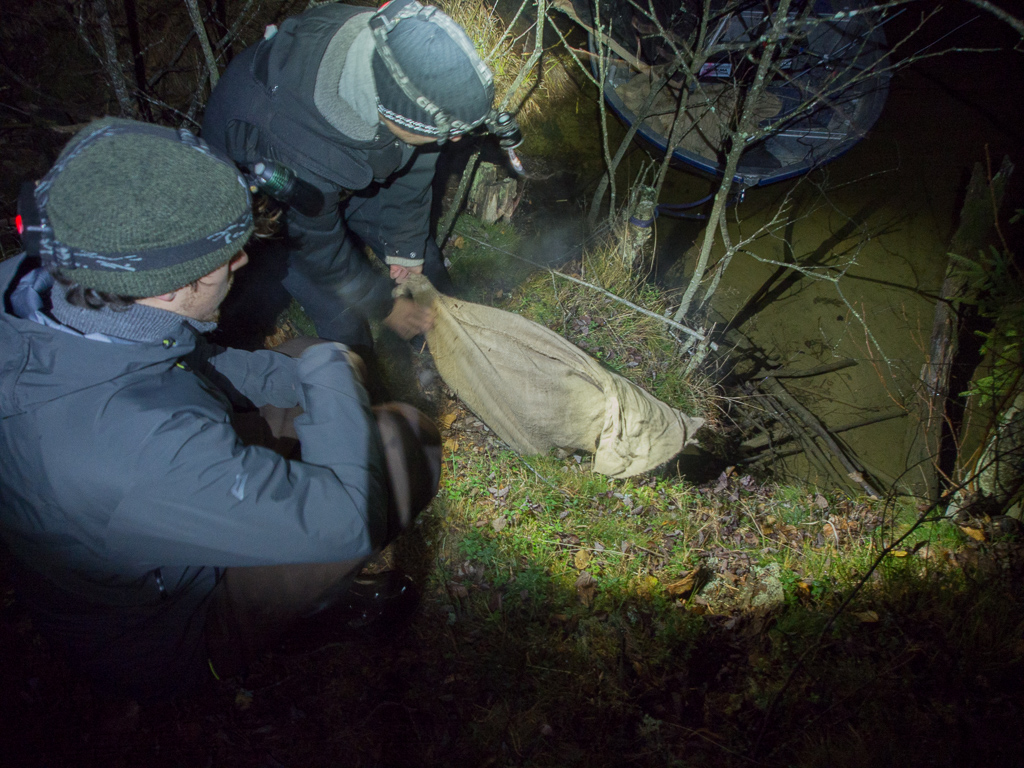 Beaver_trapping-23.jpg