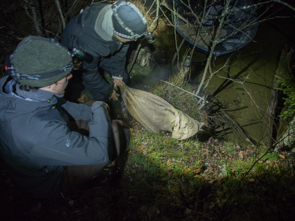 Beaver_trapping-24.jpg