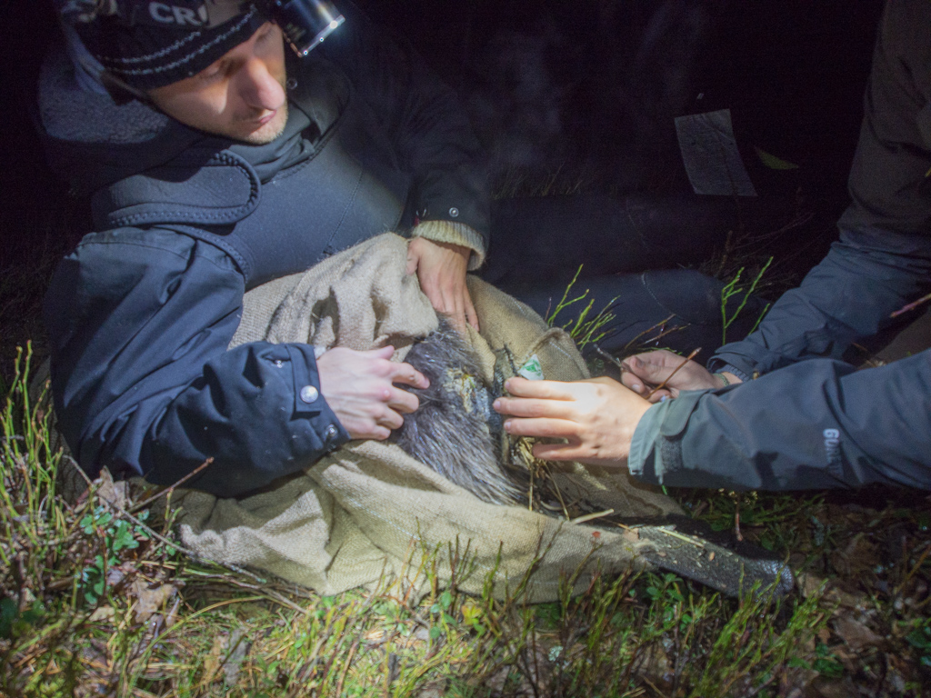 Beaver_trapping-8.jpg