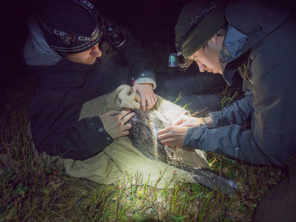 Beaver_trapping-9.jpg