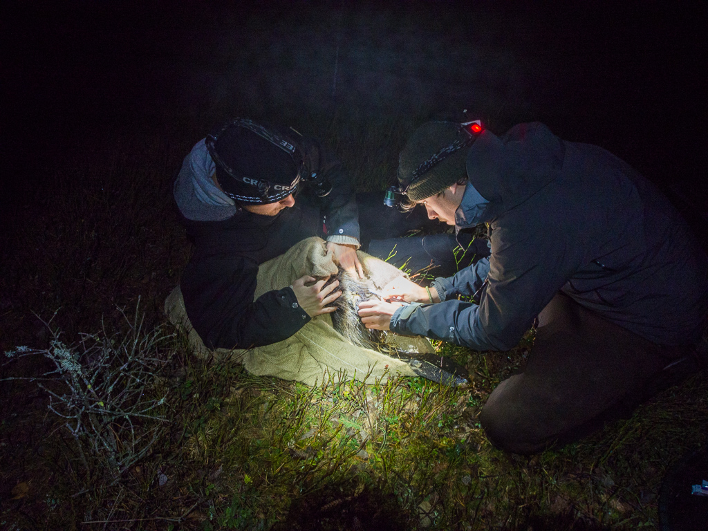 Beaver_trapping-11.jpg
