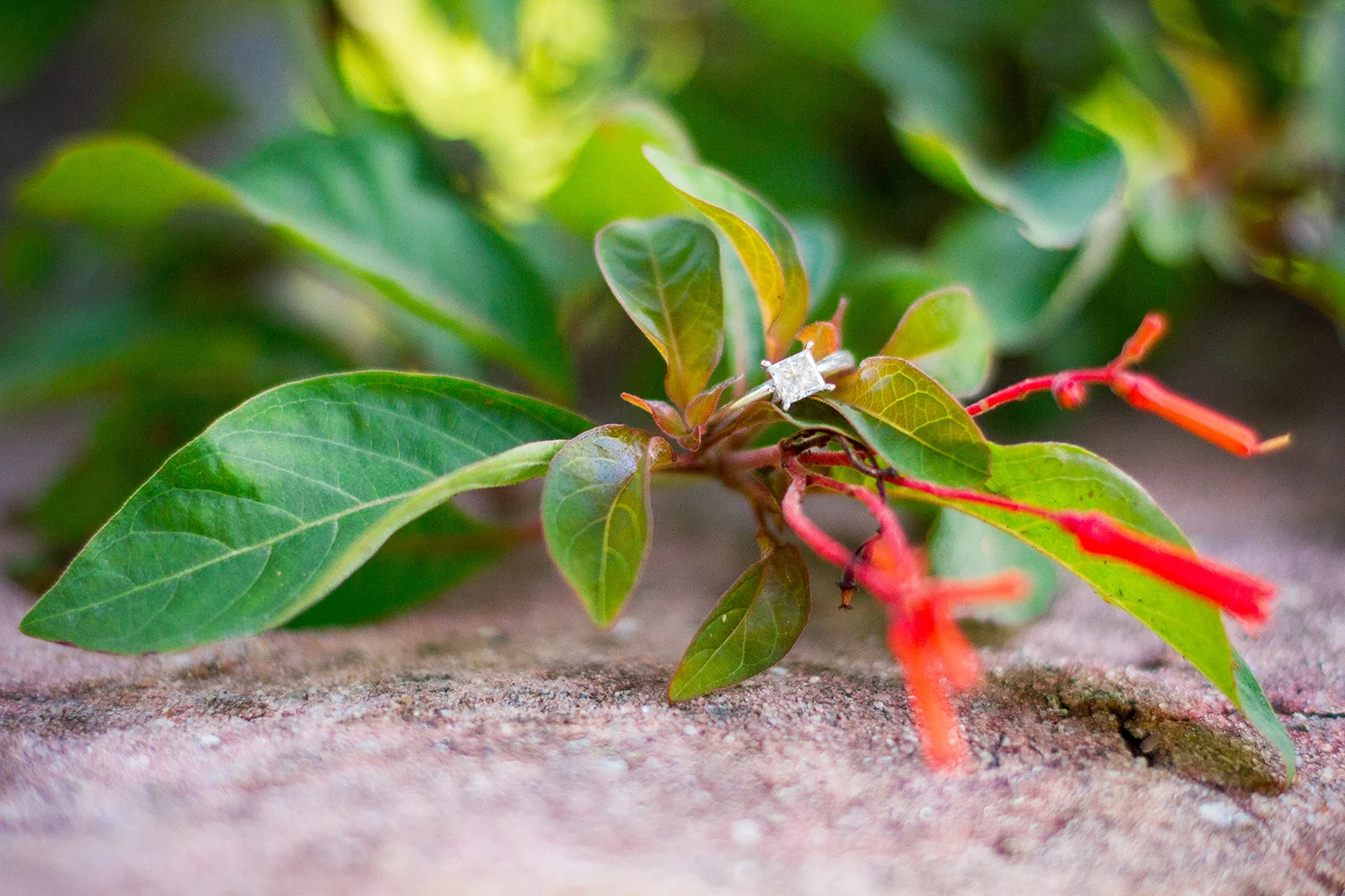 Erika & Gabriel Engagement3.jpg