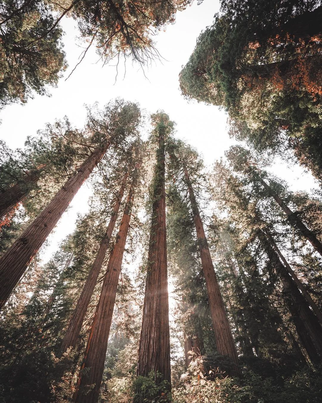 breath it all in ✨⠀⠀⠀#JedediahSmithStatePark #HerPNWLife #PNWParadise #PNWWilderness #Redwoods.jpg